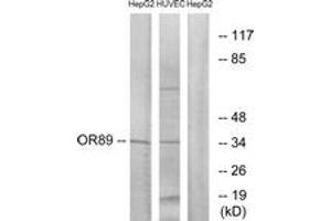 Western blot analysis of extracts from HepG2/HuvEc cells, using OR89 Antibody. (OR89 antibody  (AA 220-269))