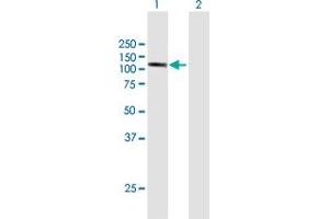 Western Blot analysis of DDHD1 expression in transfected 293T cell line by DDHD1 MaxPab polyclonal antibody. (DDHD1 antibody  (AA 1-872))