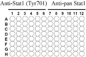 Image no. 2 for Signal Transducer and Activator of Transcription 1, 91kDa (STAT1) ELISA Kit (ABIN625244) (STAT1 ELISA Kit)