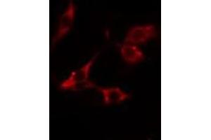 ABIN6275745 staining  293 cells by IF/ICC. (NDFIP1 antibody  (C-Term))