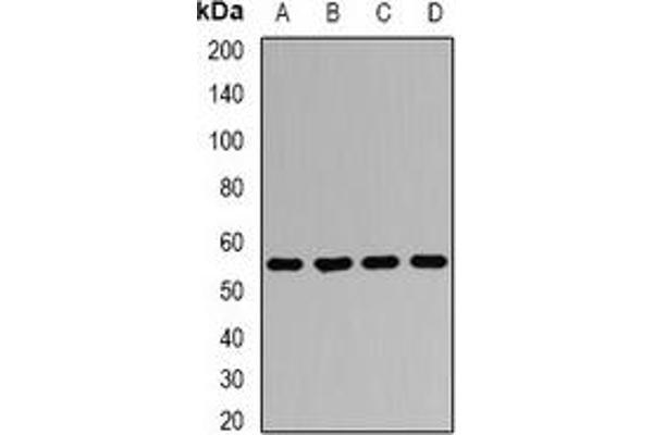 AGFG1 antibody