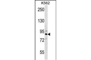 Western blot analysis in K562 cell line lysates (35ug/lane). (STRN4 antibody  (N-Term))