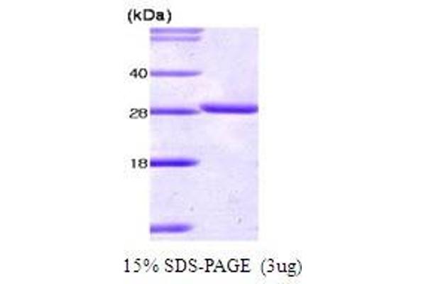 14-3-3 theta Protein (YWHAQ) (AA 1-245)