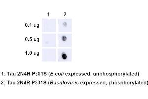 Dot Blot analysis using Rabbit Anti-Tau Monoclonal Antibody, Clone AH36 (ABIN6932888). (tau antibody  (pSer202, pThr205) (Atto 594))