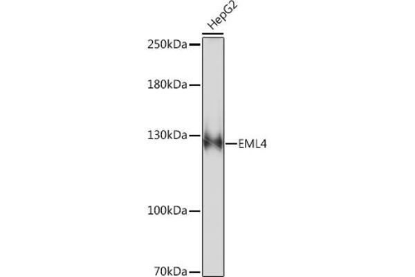EML4 antibody  (AA 360-560)