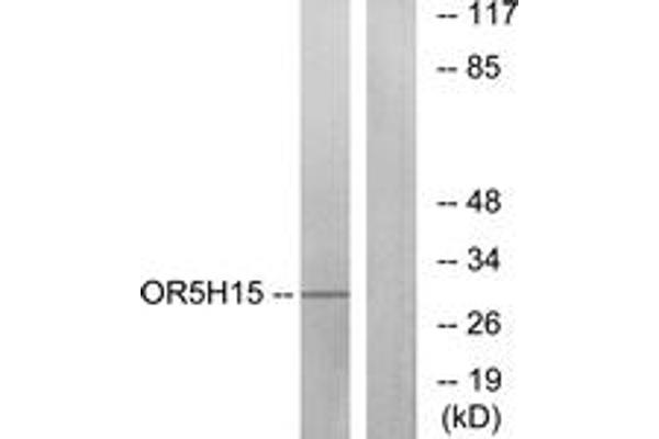 OR5H15 antibody  (AA 241-290)