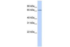 Image no. 1 for anti-tRNA Methyltransferase 5 (TRMT5) (C-Term) antibody (ABIN6741048) (TRMT5 antibody  (C-Term))