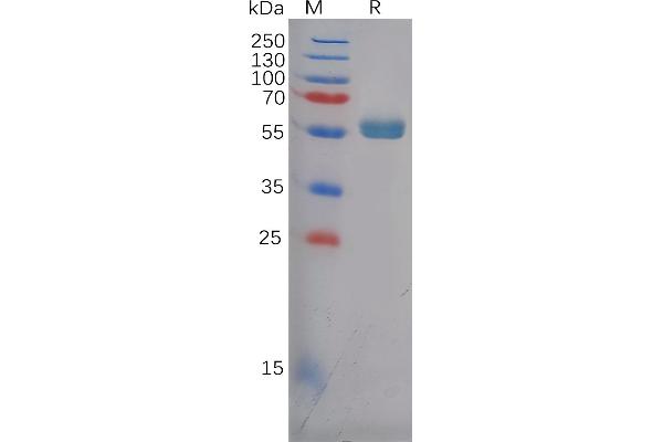 FZD4 Protein (AA 37-180) (Fc Tag)