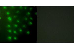 Peptide - +Immunofluorescence analysis of HUVEC cells, using AKAP8 antibody. (AKAP8 antibody)