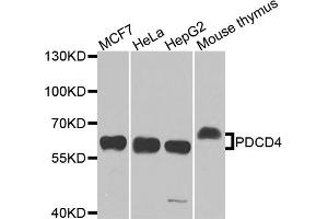 Western blot analysis of extracts of various cell lines, using PDCD4 antibody (ABIN5971395) at 1/1000 dilution. (PDCD4 antibody)