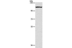 Western Blot analysis of K562 cell using CAPRIN1 Polyclonal Antibody at dilution of 1:200 (Caprin-1 antibody)