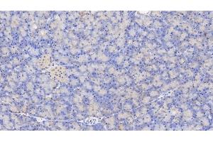 Detection of GCG in Human Pancreas Tissue using Monoclonal Antibody to Glucagon (GCG) (Glucagon antibody  (AA 23-180))