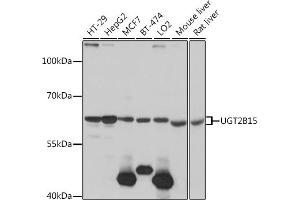 Western blot analysis of extracts of various cell lines, using UGT2B15 antibody (ABIN7271194) at 1:1000 dilution. (UGT2B15 antibody  (AA 60-190))