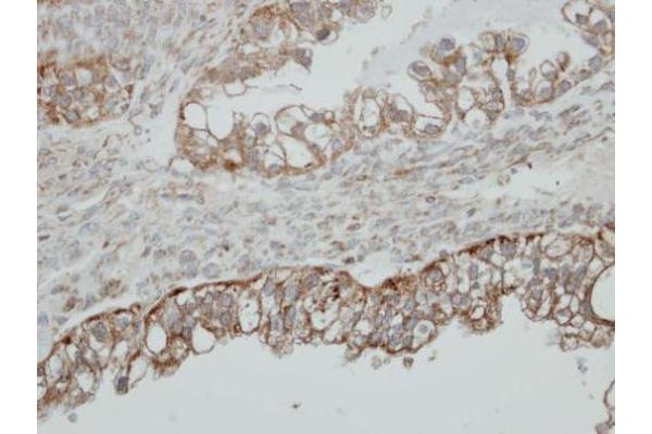 HSD17B4 antibody  (N-Term)