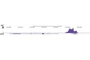 Chromatin Immunoprecipitation (ChIP) image for anti-RNA Polymerase II Subunit RPB1 (POLR2A) (pSer2) antibody (ABIN6655366)