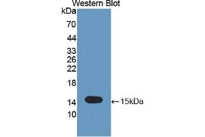 Western blot analysis of the recombinant protein. (TNFRSF19 antibody  (AA 61-163))