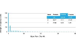 Protein Array (PAr) image for anti-Interleukin 6 (IL6) antibody (ABIN7456052)