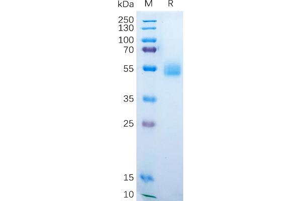 AMHR2 Protein (AA 18-149) (Fc Tag)