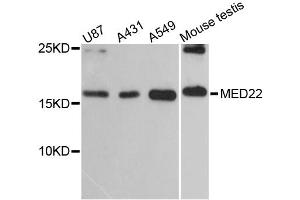 Western blot analysis of extracts of various cell lines, using MED22 antibody (ABIN6291602) at 1:3000 dilution. (MED22 antibody)