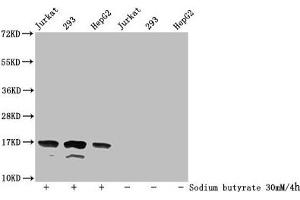 Western Blot Detected samples: Jurkat whole cell lysate, 293 whole cell lysate, HepG2 whole cell lysate, Untreated (-) or treated (+) with 30 mM sodium butyrate for 4h All lanes: HIST1H3A antibody at 1:500 Secondary Goat polyclonal to rabbit IgG at 1/40000 dilution Predicted band size: 16 kDa Observed band size: 16 kDa (HIST1H3A antibody  (acLys36))