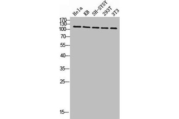 KIF11 antibody  (pThr926)