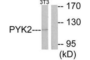 Western Blotting (WB) image for anti-PTK2B Protein tyrosine Kinase 2 beta (PTK2B) (AA 847-896) antibody (ABIN2888605) (PTK2B antibody  (AA 847-896))