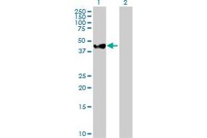 Western Blot analysis of MAP2K2 expression in transfected 293T cell line by MAP2K2 MaxPab polyclonal antibody. (MEK2 antibody  (AA 1-400))