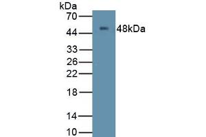 Detection of Recombinant MS4A1, Human using Polyclonal Antibody to Membrane Spanning 4 Domains Subfamily A, Member 1 (CD20) (CD20 antibody  (AA 142-297))