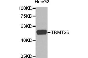 Western Blotting (WB) image for anti-tRNA Methyltransferase 2 Homolog B (TRMT2B) antibody (ABIN1875593) (TRMT2B antibody)