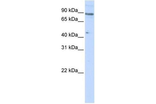 ZNF280C antibody  (N-Term)