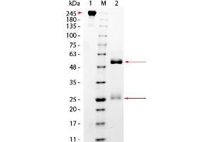 SDS-PAGE of Monkey IgG Whole Molecule. (Monkey IgG Isotype Control)