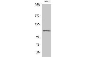 Western Blotting (WB) image for anti-Signal Transducer and Activator of Transcription 2, 113kDa (STAT2) (Tyr1221), (Tyr1222) antibody (ABIN3180333) (STAT2 antibody  (Tyr1221, Tyr1222))