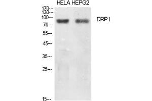 Western Blot analysis of Hela (1), HEPG2 (2), diluted at 1:500. (Dynamin 1-Like antibody)