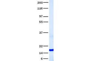 Validation with Western Blot (Midkine Protein (Transcript Variant 3))