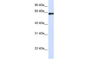 FAM116A antibody used at 1 ug/ml to detect target protein. (FAM116A antibody  (Middle Region))