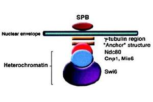 Image no. 2 for anti-Swi6 (AA 314-328) antibody (ABIN401300) (Swi6 (AA 314-328) antibody)