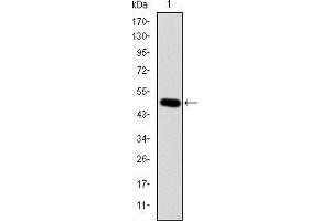 Western Blotting (WB) image for anti-V-Crk Sarcoma Virus CT10 Oncogene Homolog (Avian) (CRK) antibody (ABIN969062)