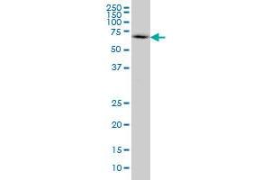 Neural Wiskott-Aldrich syndrome protein (WASL) (AA 97-184) antibody