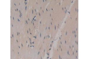 IHC-P analysis of Kidney tissue, with DAB staining. (UCK2 antibody  (AA 18-261))