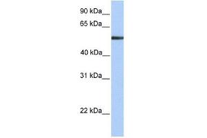 FUCA1 antibody used at 1 ug/ml to detect target protein. (FUCA1 antibody  (N-Term))