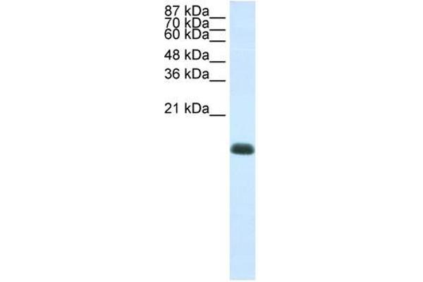 ZNF786 antibody  (N-Term)