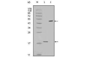 Western blot analysis using survivin mouse mAb against full-length survivin recombinant protein (1) and full-length survivin-GFP transfected Cos7 cell lysate (2). (Survivin antibody)