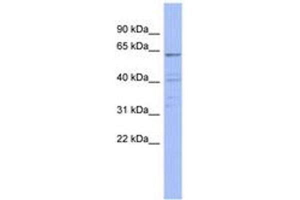 ZNF689 antibody  (N-Term)