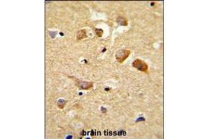 Formalin-fixed and paraffin-embedded human brain tissue reacted with C6orf170 Antibody (N-term), which was peroxidase-conjugated to the secondary antibody, followed by DAB staining. (Chromosome 6 Open Reading Frame 170 (C6ORF170) (AA 112-139), (N-Term) antibody)