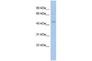 MGC33407 antibody used at 1 ug/ml to detect target protein. (MGC33407 (Middle Region) antibody)