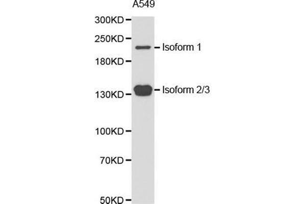 TET2 antibody  (AA 1833-2002)