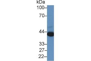 Western blot analysis of Human A549 cell lysate, using Human PRAME Antibody (2 µg/ml) and HRP-conjugated Goat Anti-Rabbit antibody ( (PRAME antibody  (AA 416-502))