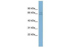 LOC344065 antibody used at 0. (ZFP 570-like antibody  (Middle Region))