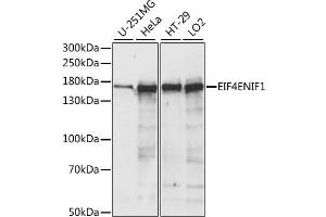 Western blot analysis of extracts of various cell lines, using EIF4ENIF1 antibody (ABIN6289976) at 1:1000 dilution. (EIF4ENIF1 antibody)