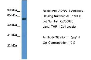 WB Suggested Anti-ADRA1B  Antibody Titration: 0. (ADRA1B antibody  (C-Term))